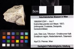 Foto (Objket + Etiketten) von Eodromites grandis (von Meyer, 1857) 